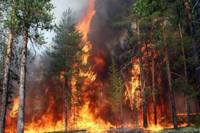 Во Франции - Во Франции ликвидируют лесной пожар площадью 100 га - trend.az - Франция