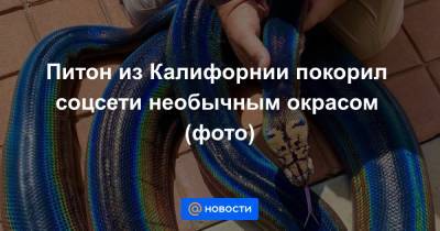 Питон из Калифорнии покорил соцсети необычным окрасом (фото) - news.mail.ru - шт. Калифорния