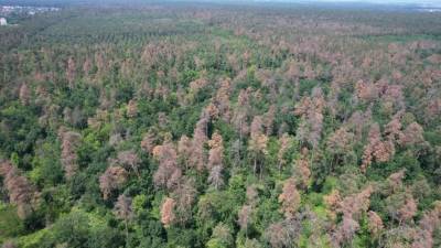 Под Черкассами вымирает 140-летний лес - lenta.ua - Украина - Черкассы