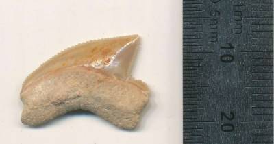 Неожиданная находка. В Иерусалиме обнаружили ископаемые зубы акулы из мелового периода - focus.ua - Украина - Иерусалим