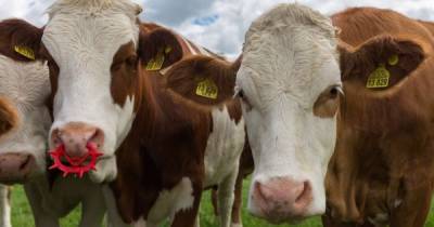 Микробы, обнаруженные в желудке коров, могут разлагать пластик, - ученые - focus.ua - Украина - county Frontier