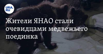 Жители ЯНАО стали очевидцами медвежьего поединка. Видео - ura.news - окр. Янао - район Тазовский
