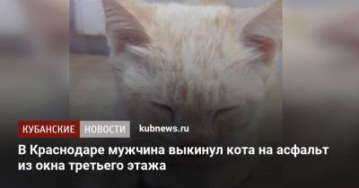 В Краснодаре мужчина выкинул кота на асфальт из окна третьего этажа - kubnews.ru - Краснодарский край - Краснодар