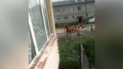 Полиция займётся историей об избиении воронежцем лошади на глазах у детей - vestivrn.ru - Воронеж