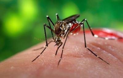 В Крыму после проливных дождей жалуются на нашествие комаров - korrespondent.net - Украина - Крым