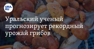 Уральский ученый прогнозирует рекордный урожай грибов. Условия - ura.news - Свердловская обл.