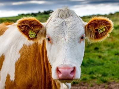 Бактерии из желудка коров способны перерабатывать пластик - polit.ru - Вена
