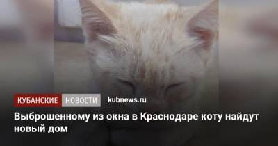 Выброшенному из окна в Краснодаре коту найдут новый дом - kubnews.ru - Краснодарский край - Краснодар