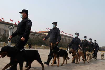 Полиция избавится от чересчур добродушных служебных собак - lenta.ru - Китай - провинция Ляонин