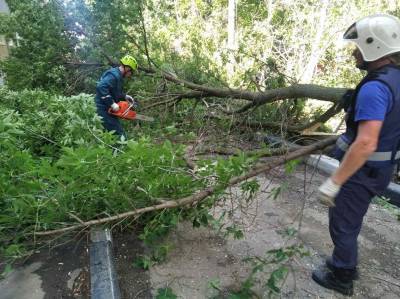 Александр Матросов - В Ульяновске за неделю снесут почти 100 аварийных деревьев - ulpravda.ru - Ульяновск