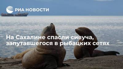 Александр Зубков - Владимир Павлов - Двое жителей Сахалина спасли сивуча, запутавшегося в рыбацких сетях - ria.ru - Южно-Сахалинск - Невельск - Сахалин