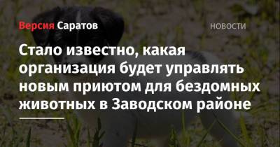 Роман Бусаргин - Стало известно, какая организация будет управлять новым приютом для бездомных животных в Заводском районе - nversia.ru - Саратов