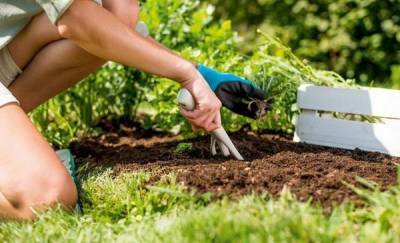 С тюменскими садоводами поделились лайфхаками - news.megatyumen.ru - Россия - Тюмень