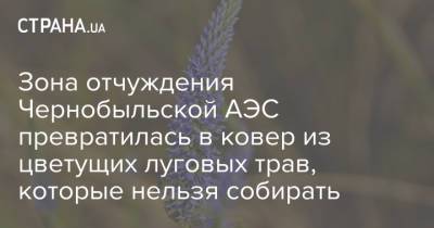 Зона отчуждения Чернобыльской АЭС превратилась в ковер из цветущих луговых трав, которые нельзя собирать - strana.ua - Украина