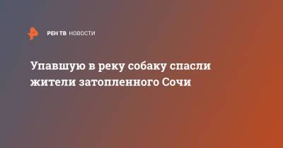 Вениамин Кондратьев - Упавшую в реку собаку спасли жители затопленного Сочи - ren.tv - Сочи - Краснодарский край - Кубани