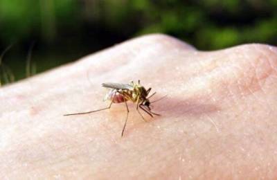 11 народных способов, как перестать кормить комаров на улице - skuke.net