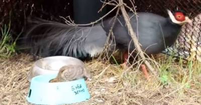 В Калининградском зоопарке «овдовевшая» фазаниха высидела яйцо цесарки и воспитывает птенца (видео) - klops.ru