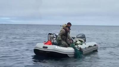 Сахалинцы спасли сивуча из пластикового плена - sakhalin.info