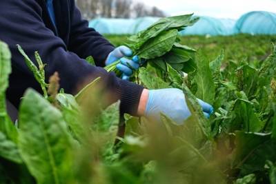 Диетолог назвала укрепляющий иммунитет продукт - lenta.ru