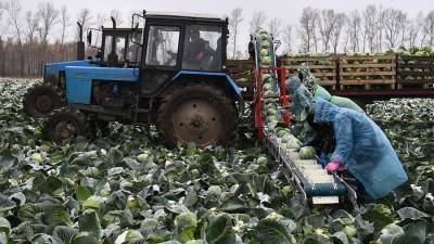 Владимир Груздев - Фермерам разрешат реализовывать продукцию прямо с поля - iz.ru - Россия - Израиль
