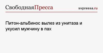 Питон-альбинос вылез из унитаза и укусил мужчину в пах - svpressa.ru - Австрия - Ленинградская обл. - Колумбия - Грац