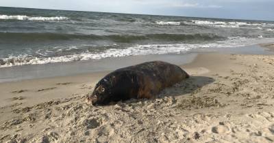 В Куликово на пляж выбросило мёртвого тюленя - klops.ru - Экология