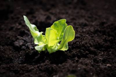 Фермер назвал две главные проблемы для производителей салата - agroportal.ua - Украина - Голландия