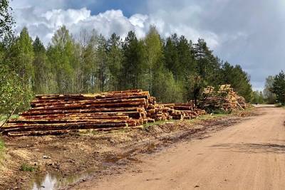 Таможня возбудила дела о контрабанде забайкальского леса в Китай - tayga.info - Китай - Иркутская обл. - Забайкальский край