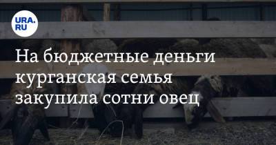 На бюджетные деньги курганская семья закупила сотни овец - ura.news - Екатеринбург - Курганская обл. - Курган - Ярославль