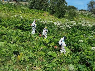В Ленобласти осужденных вывели на борьбу с борщевиком - znak.com - Ленинградская обл. - район Тосненский