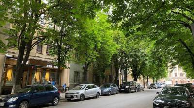 Изуродовавших «парижскую» каштановую аллею в Воронеже не смогли найти за месяц - vestivrn.ru - Воронеж - Париж - Экология