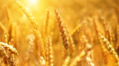 Российская пшеница резко подешевела - piter.tv - Россия - Санкт-Петербург