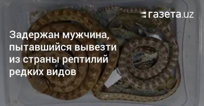 Задержан гражданин, пытавшийся вывезти из страны рептилий редких видов - gazeta.uz - Москва - Узбекистан - Ташкент
