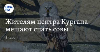 Жителям центра Кургана мешают спать совы. Видео - ura.news - Россия - Курган