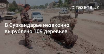 В Сурхандарье незаконно вырублено 109 деревьев - gazeta.uz - Узбекистан
