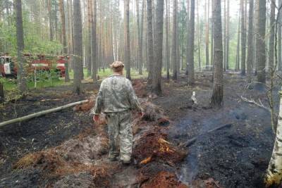 Лесной пожар в Макарьевском районе локазизован - kostroma.mk.ru - Костромская обл.