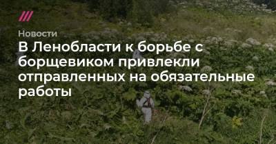 Александр Калашников - В Ленобласти к борьбе с борщевиком привлекли отправленных на обязательные работы - tvrain.ru - Ленинградская обл. - Хабаровский край