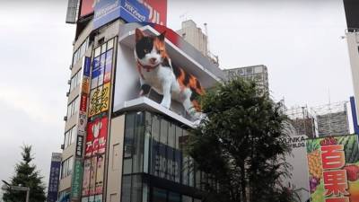 Огромный 3D-кот поселился на стене японского торгового центра в Токио - newinform.com - Токио