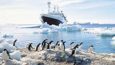 Правительство России утвердило план изучения в Антарктике запасов рыбы и криля - argumenti.ru - Россия - Антарктида
