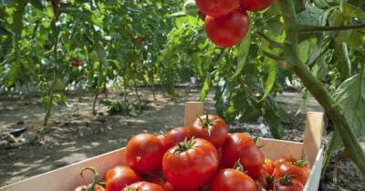 Как можно вырастить помидоры на даче без полива - skuke.net