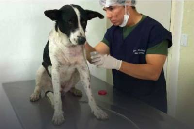 В Бразилии пес сам пришел на прием к ветеринару - lenta.ua - Украина - Бразилия