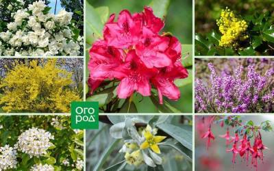 20 необычных кустарников для вашего сада – советует специалист. Часть 2 - skuke.net - Англия