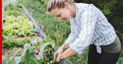 Самое время: 8 коротких советов для садоводов в июле - profile.ru