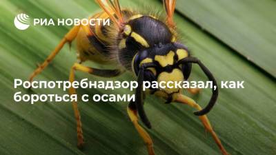 Роспотребнадзор рассказал, как бороться с осами внутри и снаружи помещений - ria.ru - Москва - Россия