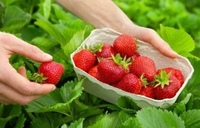 Стало известно, сколько платят за сбор ягод в Польше и в Украине: сравнение зарплат - enovosty.com - Украина - Польша