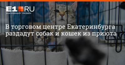 Артем Устюжанин - В торговом центре Екатеринбурга раздадут собак и кошек из приюта - e1.ru - Екатеринбург