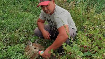 Житель Башкирии спас от браконьеров детёныша косули - bash.news - Башкирия - район Салаватский