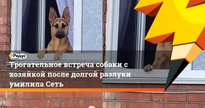 Трогательное встреча собаки с хозяйкой после долгой разлуки умилила Сеть - ridus.ru