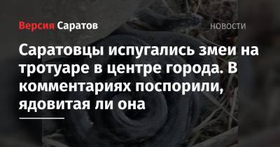 Саратовцы испугались змеи на тротуаре в центре города. В комментариях поспорили, ядовитая ли она - nversia.ru - Саратова
