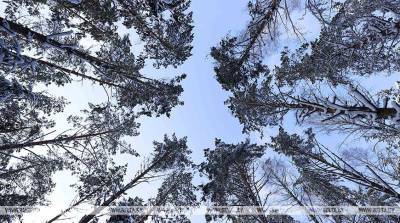 Алесь Пушняков - Ущерб от незаконной рубки деревьев и кустарников в Шумилинском районе превысил Br41 тыс. - belta.by - Белоруссия - Витебск